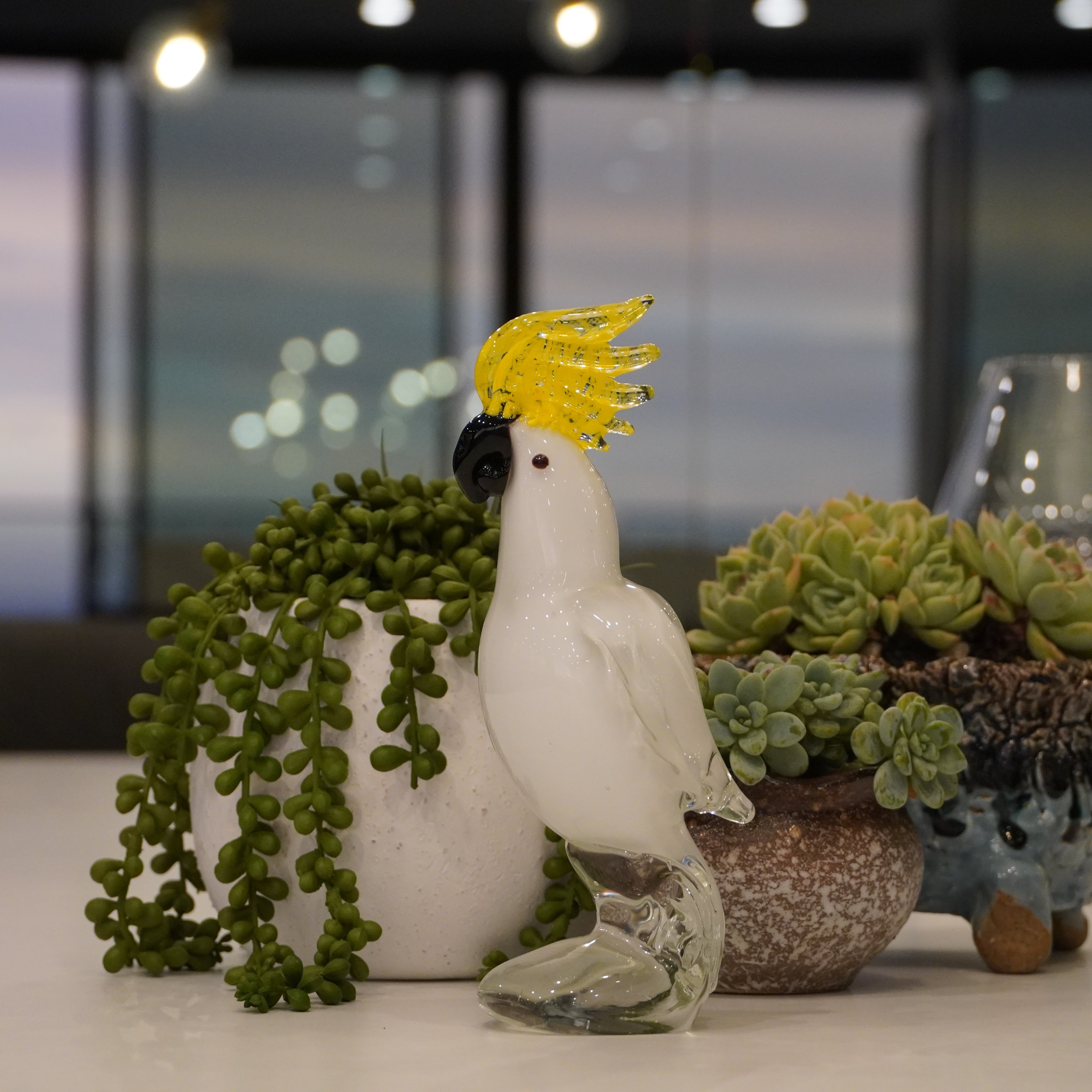 Sulphur Crested Cockatoo