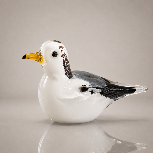 Snowy Seagull